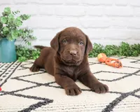 AKC Rafiki , a male Labrador Retriever for sale in Syracuse, IN – 6 of 9