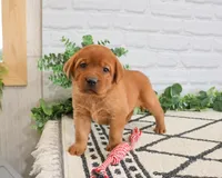 AKC Rebel, a male Labrador Retriever for sale in Syracuse, IN – 2 of 6