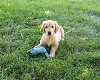 AKC Georgie , a male Golden Retriever for sale in Syracuse, IN – 7 of 10
