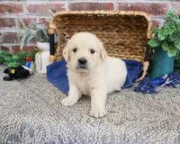 AKC Gilbert, a male Golden Retriever for sale in Syracuse, IN – 3 of 5
