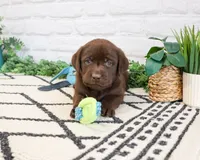 AKC Timon , a male Labrador Retriever for sale in Syracuse, IN – 6 of 8