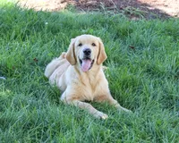 AKC Georgie , a male Golden Retriever for sale in Syracuse, IN – 2 of 10