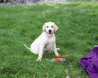 AKC Tinkerbell , a female Labrador Retriever for sale in Syracuse, IN – 2 of 10
