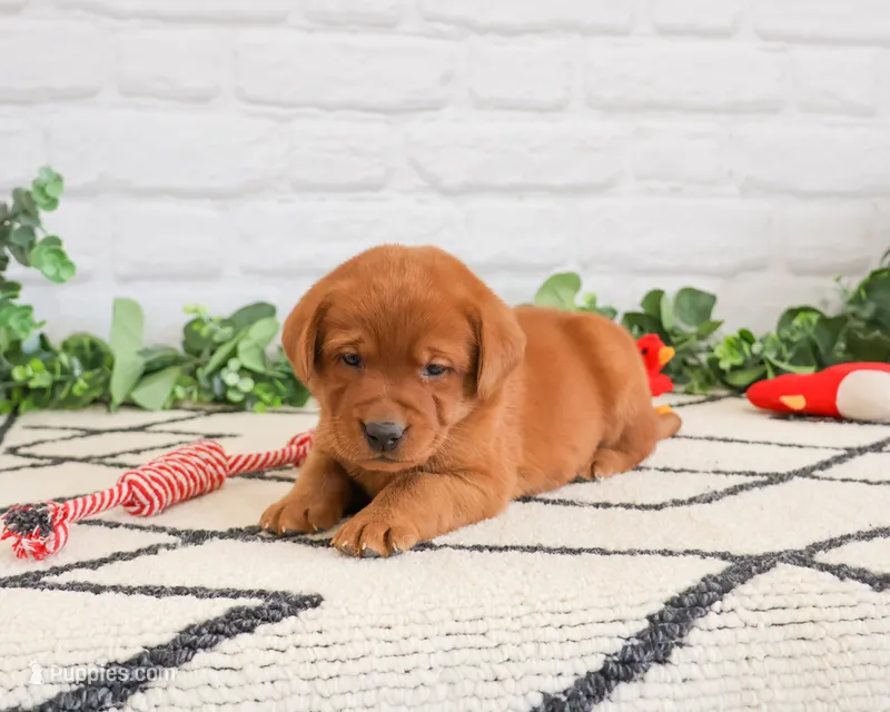 AKC Roman – Labrador Retriever puppy for sale in Syracuse, IN