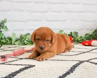 AKC Roman, a male Labrador Retriever for sale in Syracuse, IN – 1 of 6