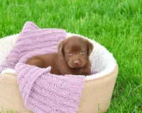 AKC Coco, a female Labrador Retriever for sale in Syracuse, IN – 2 of 8
