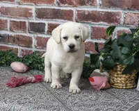 AKC Diamond, a female Labrador Retriever for sale in Syracuse, IN – 5 of 6