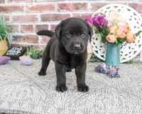 AKC Emilee, a female Labrador Retriever for sale in Syracuse, IN – 2 of 6