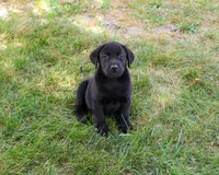 AKC Sebastian , a male Labrador Retriever for sale in Syracuse, IN – 4 of 5