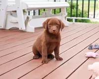 AKC Coco, a female Labrador Retriever for sale in Syracuse, IN – 2 of 10