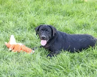 AKC Shawn, a male Labrador Retriever for sale in Syracuse, IN – 3 of 10