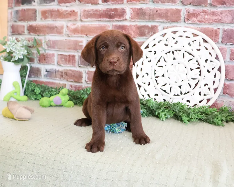 AKC Scott – Labrador Retriever puppy for sale in Syracuse, IN