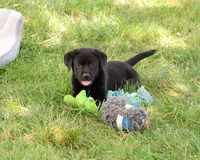 AKC Shawn, a male Labrador Retriever for sale in Syracuse, IN – 3 of 5