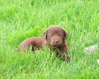AKC Zoey, a female Labrador Retriever for sale in Syracuse, IN – 5 of 7