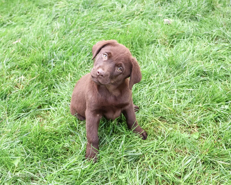 AKC Mabel – Labrador Retriever puppy for sale in Syracuse, IN