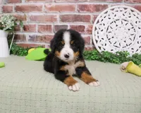 AKC Patriot, a male Bernese Mountain Dog for sale in Syracuse, IN – 4 of 5