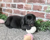 AKC Opal, a female Labrador Retriever for sale in Syracuse, IN – 5 of 5