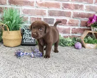 AKC Tootsie , a female Labrador Retriever for sale in Syracuse, IN – 3 of 4