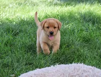 AKC Cheyenne, a female Labrador Retriever for sale in Syracuse, IN – 4 of 6