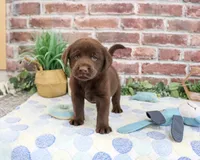 AKC Fudge , a male Labrador Retriever for sale in Syracuse, IN – 5 of 6