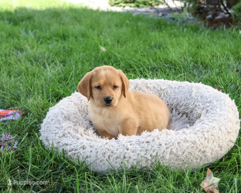 AKC Cassidy – Labrador Retriever puppy for sale in Syracuse, IN