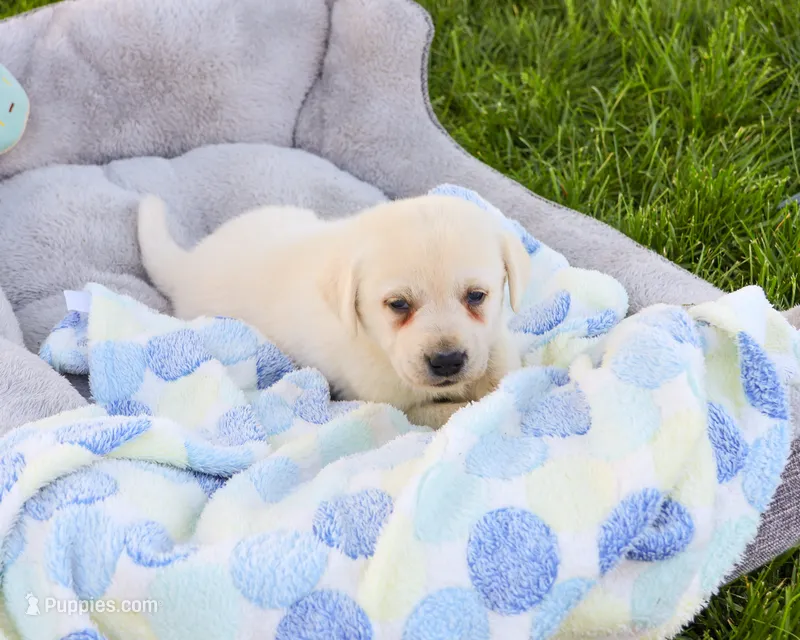 AKC Perseus – Labrador Retriever puppy for sale in Syracuse, IN
