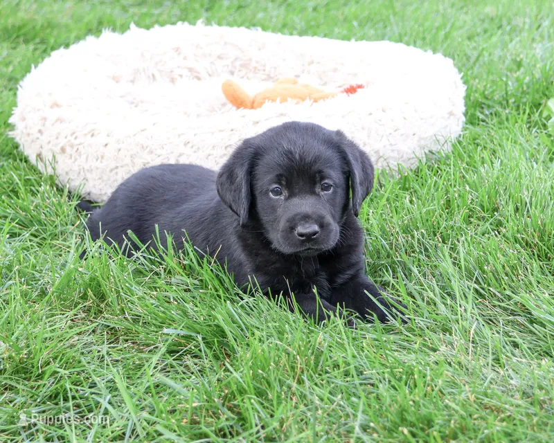 AKC Max – Labrador Retriever puppy for sale in Syracuse, IN
