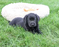 AKC Max, a male Labrador Retriever for sale in Syracuse, IN – 1 of 5