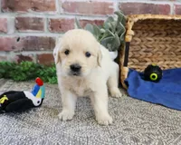AKC Gilbert, a male Golden Retriever for sale in Syracuse, IN – 5 of 5