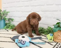 AKC Zazu, a male Labrador Retriever for sale in Syracuse, IN – 2 of 7