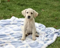AKC Rambo, a male Labrador Retriever for sale in Syracuse, IN – 4 of 5