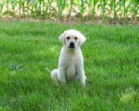 AKC Percival , a male Labrador Retriever for sale in Syracuse, IN – 2 of 9