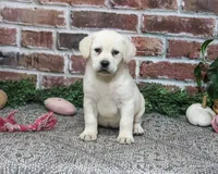 AKC Diamond, a female Labrador Retriever for sale in Syracuse, IN – 3 of 6