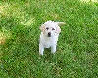 AKC Phineas, a male Labrador Retriever for sale in Syracuse, IN – 3 of 10
