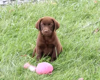 AKC Tootsie , a female Labrador Retriever for sale in Syracuse, IN – 2 of 9