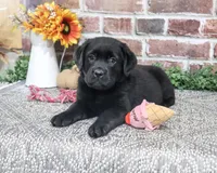 AKC Amber, a female Labrador Retriever for sale in Syracuse, IN – 5 of 6