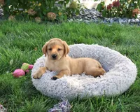 AKC Cassidy, a female Labrador Retriever for sale in Syracuse, IN – 4 of 5
