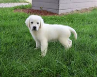 AKC Turbo, a male English Cream Golden Retriever for sale in Syracuse, IN – 2 of 9