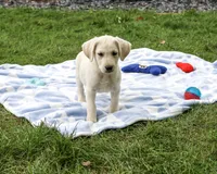 AKC Rambo, a male Labrador Retriever for sale in Syracuse, IN – 5 of 5
