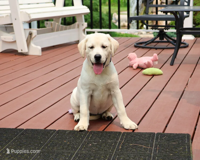 AKC Vidia – Labrador Retriever puppy for sale in Syracuse, IN