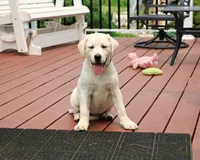 AKC Vidia, a female Labrador Retriever for sale in Syracuse, IN – 1 of 9