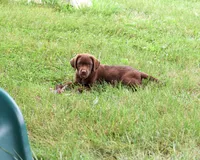 AKC Lillian, a female Labrador Retriever for sale in Syracuse, IN – 2 of 10