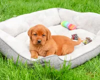 AKC Rachel, a female Labrador Retriever for sale in Syracuse, IN – 2 of 7