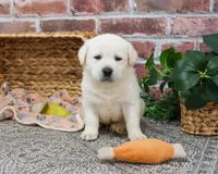 AKC Jericho, a male Labrador Retriever for sale in Syracuse, IN – Photo 6 of 9