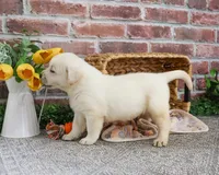 AKC Jericho, a male Labrador Retriever for sale in Syracuse, IN – Photo 7 of 9