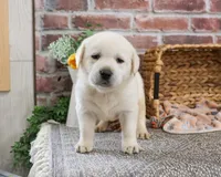 AKC Jericho, a male Labrador Retriever for sale in Syracuse, IN – Photo 3 of 9