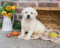 AKC Jericho, a male Labrador Retriever for sale in Syracuse, IN – Photo 4 of 9