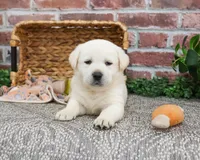 AKC Jericho, a male Labrador Retriever for sale in Syracuse, IN – Photo 5 of 9