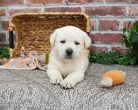 AKC Jericho, a male Labrador Retriever for sale in Syracuse, IN – Photo 2 of 9