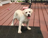 AKC Silvermist , a female Labrador Retriever for sale in Syracuse, IN – 6 of 10